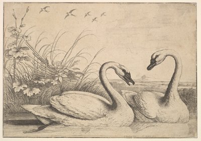 Dos cisnes, 1654-58 de Wenceslaus Hollar