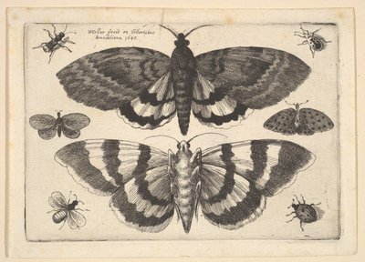 Dos polillas y seis insectos de Wenceslaus Hollar