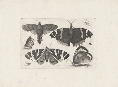 Cuatro mariposas, una polilla, dos escarabajos y una mosca de Wenceslaus Hollar