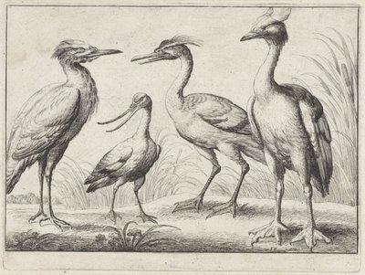cuatro aves zancudas Aves diferentes (título de la serie) de Wenceslaus Hollar
