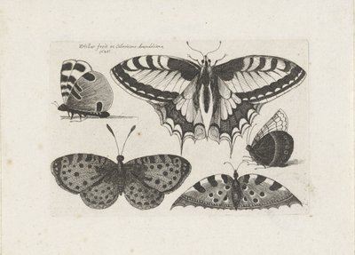 Cinco mariposas
Insectos (título de la serie)
Muscarum Scarabeorum (título de la serie) de Wenceslaus Hollar