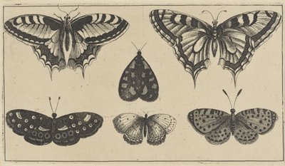 Cinco mariposas y una polilla Varios insectos (título de la serie) Diversae Insectorum (título de la serie) de Wenceslaus Hollar