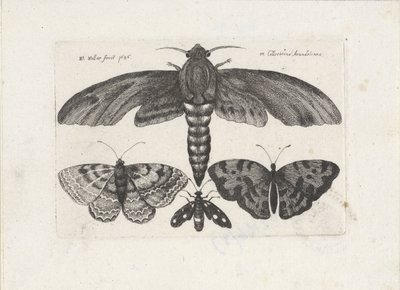 Mariposas y una polilla Insectos (título de la serie) Muscarum Scarabeorum (título de la serie) de Wenceslaus Hollar