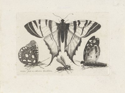 Mariposas y una avispa Insectos (título de la serie) Muscarum Scarabeorum (título de la serie) de Wenceslaus Hollar