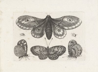 Mariposas, escarabajos y una polilla Insectos (título de la serie) Muscarum Scarabeorum (título de la serie) de Wenceslaus Hollar