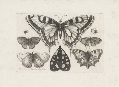 Mariposas, escarabajos y una polilla Insectos (título de la serie) Muscarum Scarabeorum (título de la serie) de Wenceslaus Hollar