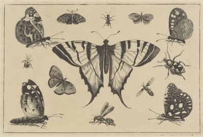 Mariposas, avispas y otros insectos Varios insectos (título de la serie) Diversae Insectorum (título de la serie) de Wenceslaus Hollar