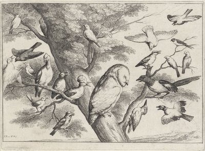 pájaros en un árbol Aves diferentes (título de la serie) de Wenceslaus Hollar