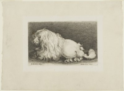 Perro blanco de Wenceslaus Hollar
