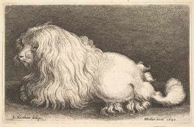Perro blanco de Wenceslaus Hollar