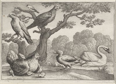 Cisne, pollo con pollitos y otras aves. Aves diferentes (título de la serie) de Wenceslaus Hollar