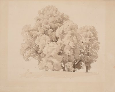Grupo de árboles frondosos de Werner Holmberg