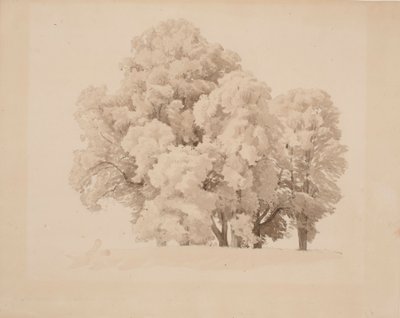 Grupo de árboles frondosos de Werner Holmberg