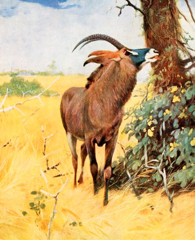  de Wilhelm (after) Kuhnert
