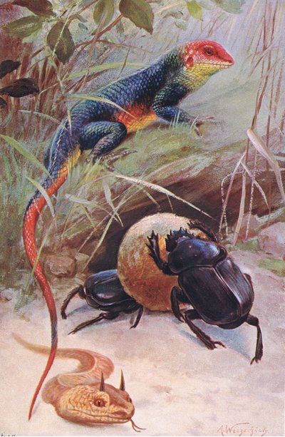 Agama, Víbora Cornuda y Escarabajo Sagrado, ilustración de Fauna del Mundo, c.1910 de Wilhelm Kuhnert