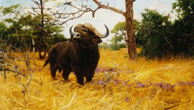 Un búfalo cafre en la pradera de Wilhelm Kuhnert