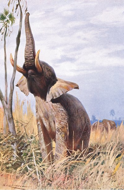 Elefante Africano, ilustración de Fauna del Mundo, c.1910 de Wilhelm Kuhnert