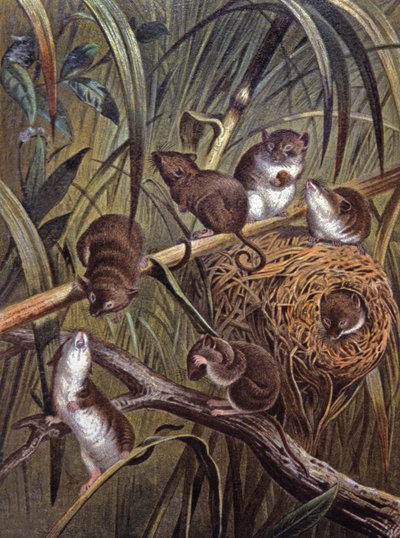 Ratones enanos africanos de Wilhelm Kuhnert
