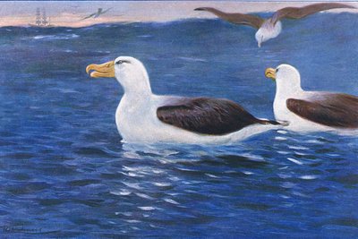 Albatros, ilustración de Fauna del Mundo, c.1910 de Wilhelm Kuhnert