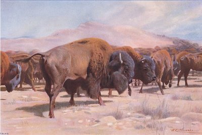 Bisonte americano, de Fauna del Mundo publicado por Frederick Warne & Co, c.1900 de Wilhelm Kuhnert