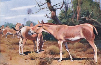 Asno salvaje asiático, de Fauna del Mundo publicado por Frederick Warne & Co, c.1900 de Wilhelm Kuhnert