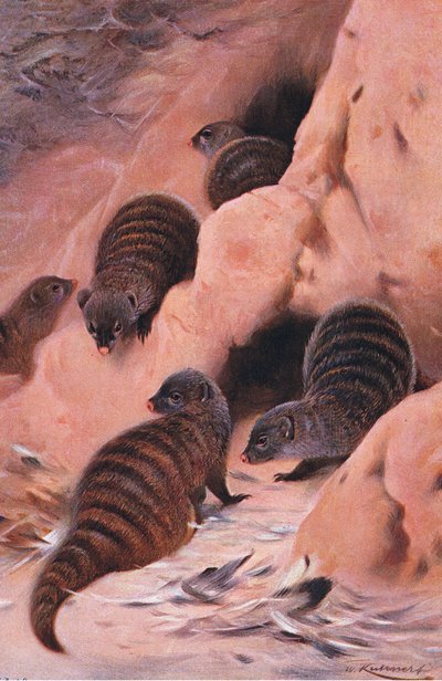 Mangosta Rayada, ilustración de Fauna del Mundo, c.1910 de Wilhelm Kuhnert