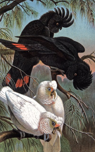 Cacatúa de Banks, c.1910 (ilustración) de Wilhelm Kuhnert