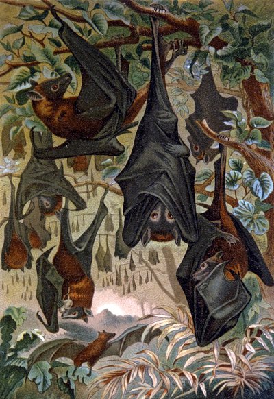 Murciélagos de Wilhelm Kuhnert