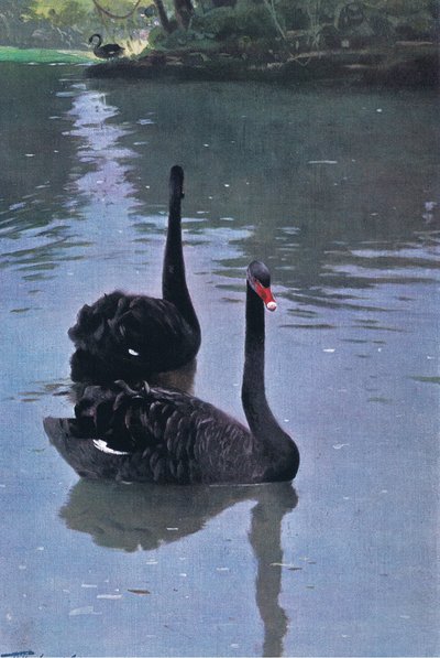 Cisne Negro, ilustración de Fauna del Mundo, c.1910 de Wilhelm Kuhnert
