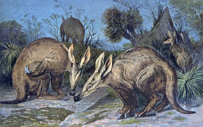 Cerdo de tierra de Wilhelm Kuhnert