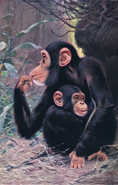 Chimpancé, ilustración de Fauna del Mundo, c.1910 de Wilhelm Kuhnert