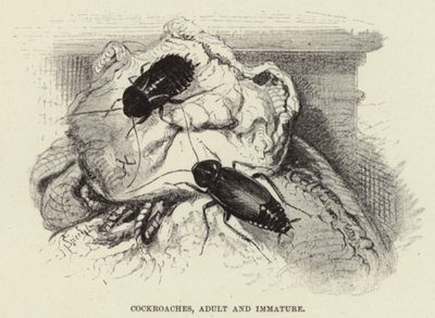 Cucarachas, adultas e inmaduras de Wilhelm Kuhnert