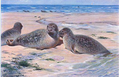 Foca común, de Fauna del Mundo publicado por Frederick Warne & Co, c.1900 de Wilhelm Kuhnert