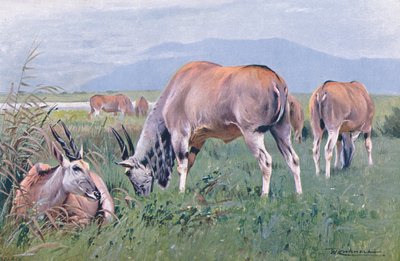 Eland, ilustración de Fauna del Mundo, c.1910 de Wilhelm Kuhnert
