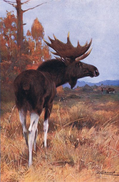 Alce o ciervo, de Fauna del Mundo publicado por Frederick Warne & Co, c.1900 de Wilhelm Kuhnert