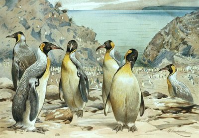 Pingüino Emperador, lámina de "Brehms Tierleben: Allgemeine Kunde des Tierreichs", vol.6, p.170, publicado por Bibliographisches Institut de Wilhelm Kuhnert