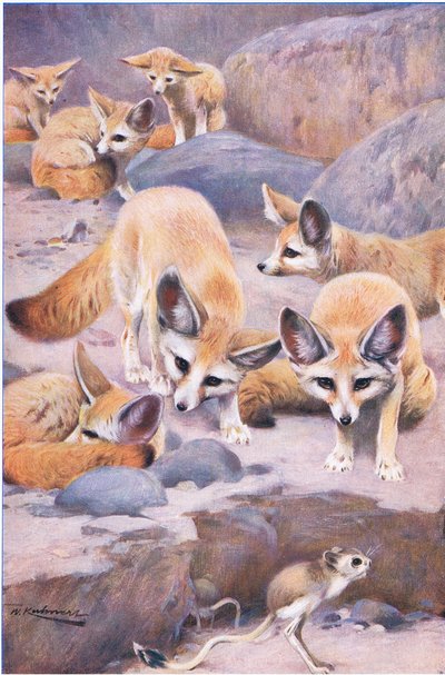 Fenec y Jerbo, ilustración de Fauna del Mundo, c.1910 de Wilhelm Kuhnert