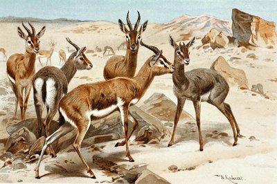 Gacelas, lámina de "Brehms Tierleben: Allgemeine Kunde des Tierreichs", vol.3, p.9, publicado por Bibliographisches Institut de Wilhelm Kuhnert