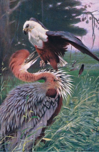 Garza Gigante y Águila Marina, ilustración de Fauna del Mundo, c.1910 de Wilhelm Kuhnert