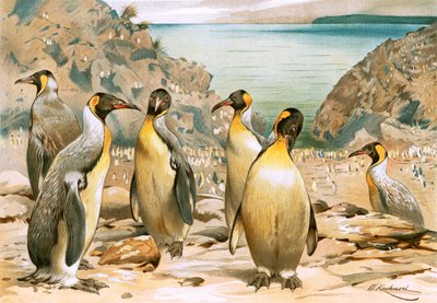 Pingüinos gigantes de Wilhelm Kuhnert