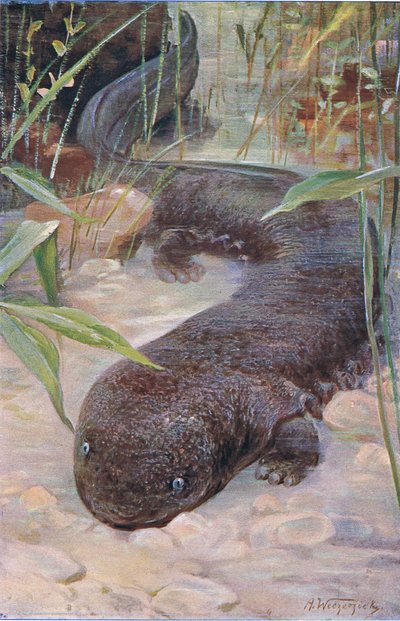 Salamandra gigante, de Fauna del Mundo publicado por Frederick Warne & Co, c.1900 de Wilhelm Kuhnert
