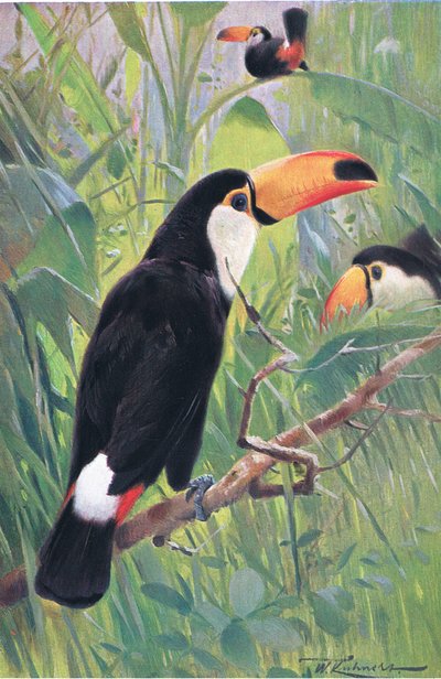 Tucán gigante, de Fauna del Mundo publicado por Frederick Warne & Co, c.1900 de Wilhelm Kuhnert