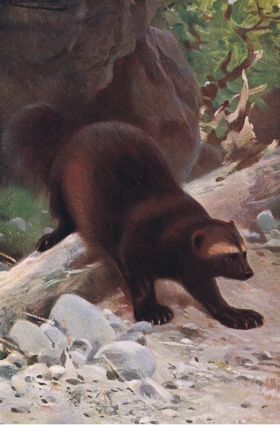 Glotón o carcayú, de Fauna del Mundo publicado por Frederick Warne & Co, c.1900 de Wilhelm Kuhnert