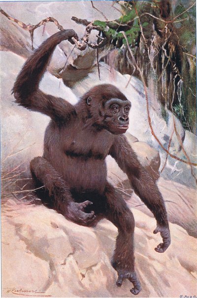 Gorila, ilustración de Fauna del Mundo, c.1910 de Wilhelm Kuhnert