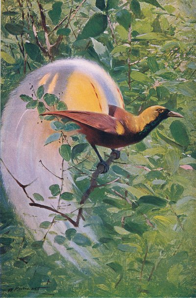Ave del Paraíso Mayor, ilustración de Fauna del Mundo, c.1910 de Wilhelm Kuhnert