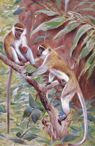 Mono Verde, ilustración de Fauna del Mundo, c.1910 de Wilhelm Kuhnert