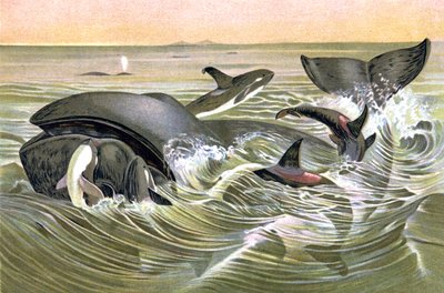 Ballenas de Groenlandia de Wilhelm Kuhnert