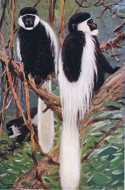 Guereza, ilustración de Fauna del Mundo, c.1910 de Wilhelm Kuhnert