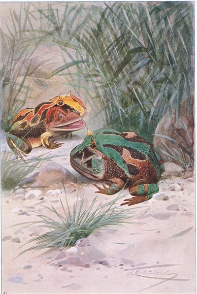 Rana cornuda, de Fauna del Mundo publicado por Frederick Warne & Co, c.1900 de Wilhelm Kuhnert