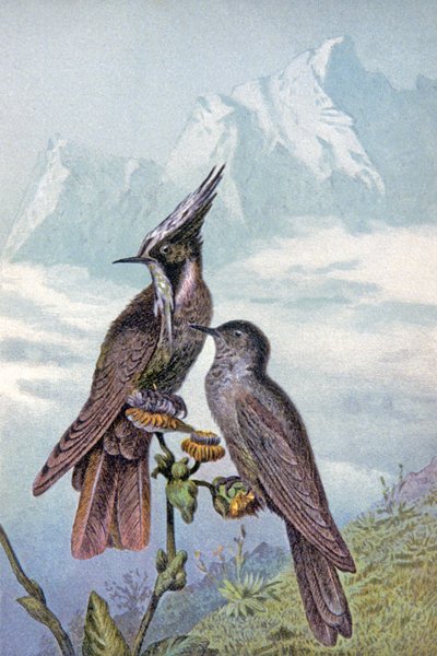Máscara de colibrí, c.1910 (ilustración) de Wilhelm Kuhnert